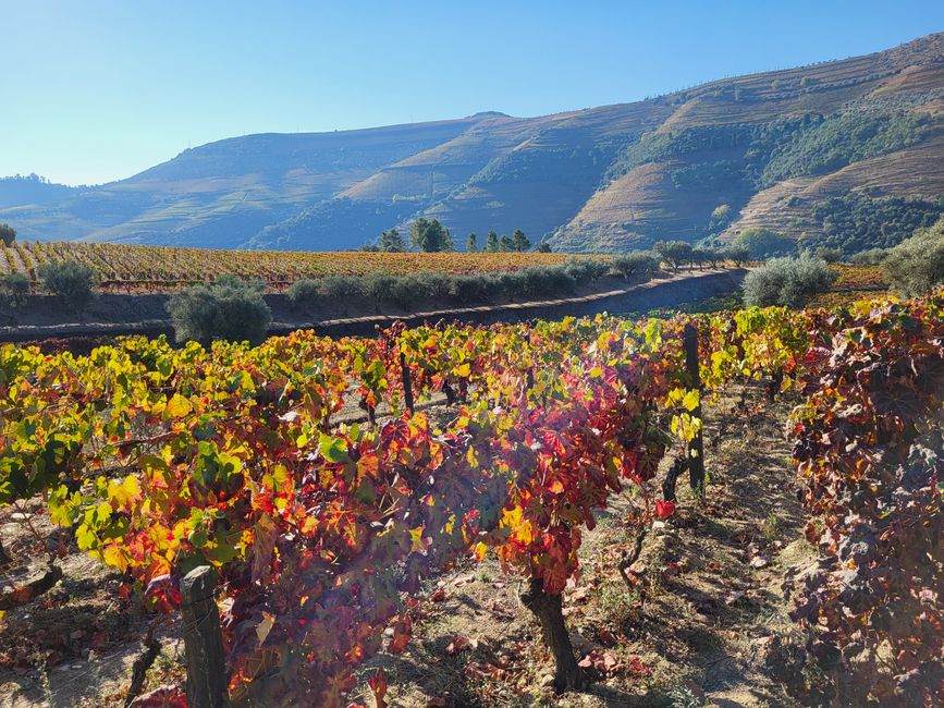 Quinta da Roeda