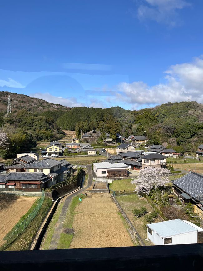 茶园的山区风景