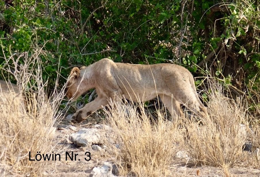 Etosha - Katzentag