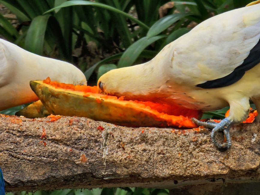 Bird Park