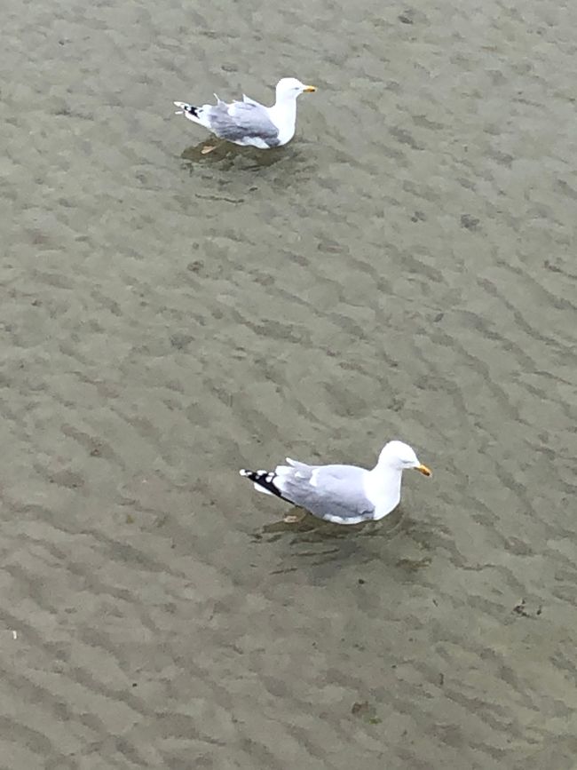 Herring gulls in shallow water