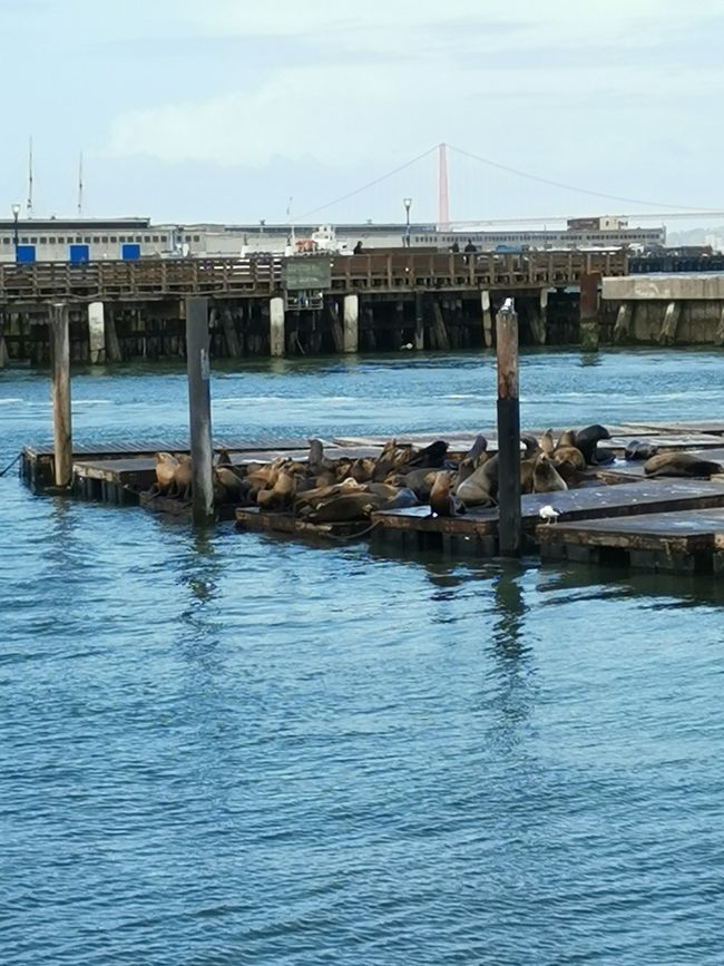 San Francisco - Metrópoli en California