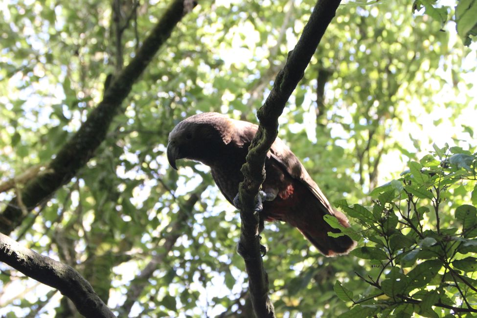 Kaka - Waldpapagei (endemisch, NZ)