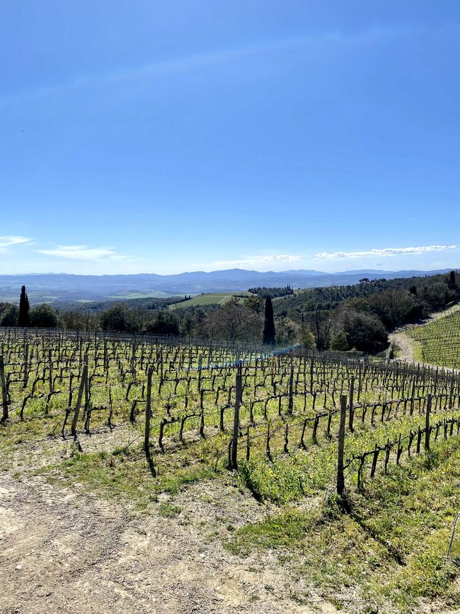 Tuscany Tour - Stop 3: Wine Tasting in Montalcino