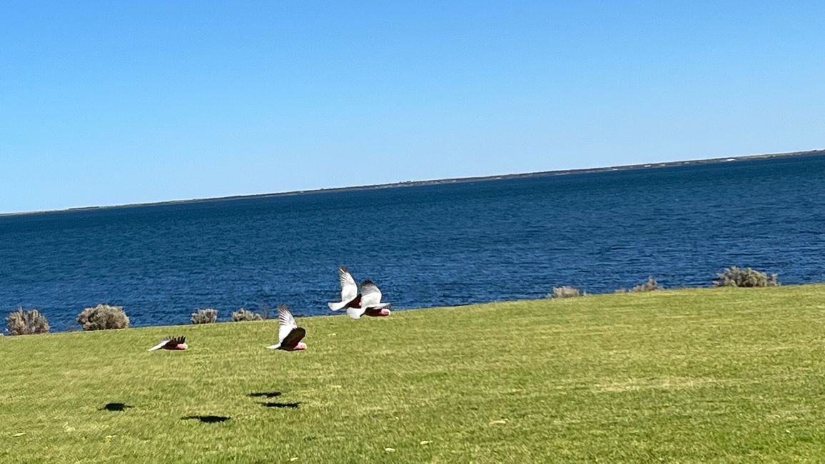 Ceduna