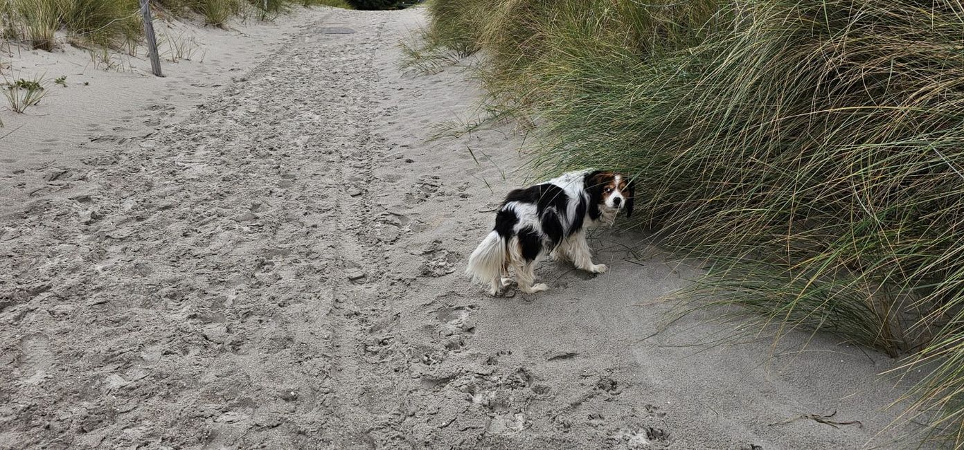 Ahrenshoop Beach