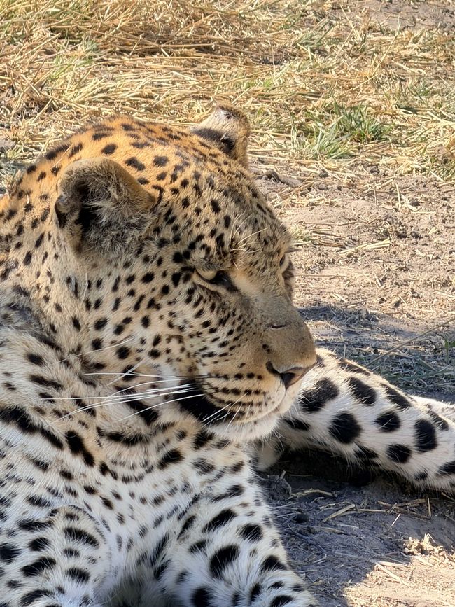 Wildnis 🐆