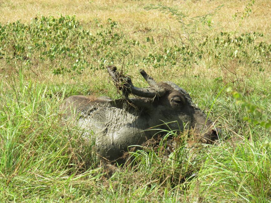 Udawalawa - Safari avec des éléphants