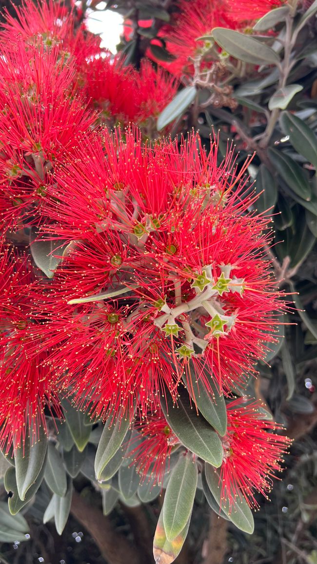 Pohutukawa - der neuseeländische Weihnachtsbaum