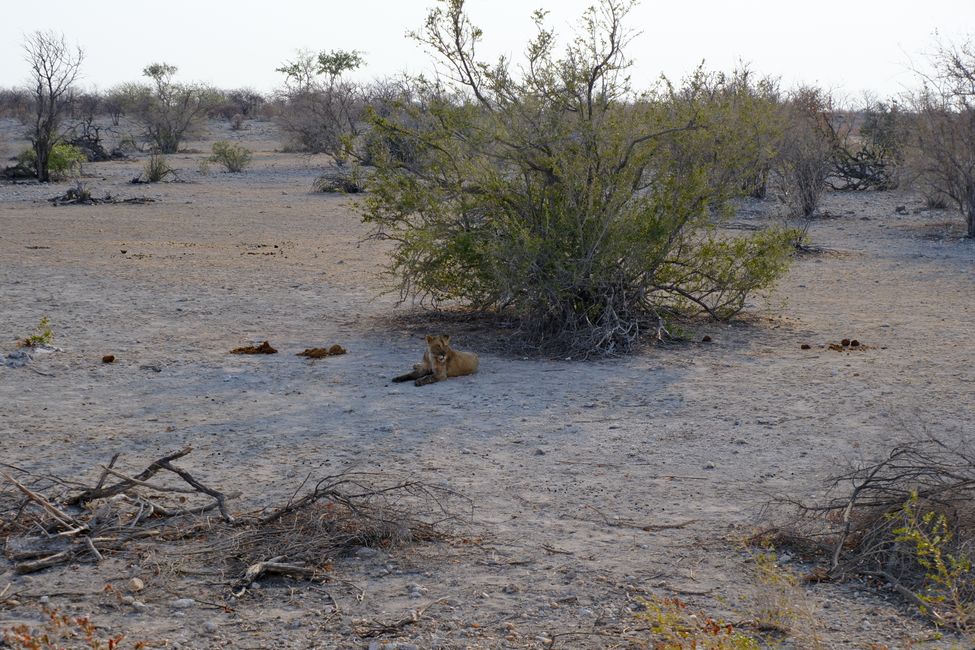 Etosha National Park 🐘🦒