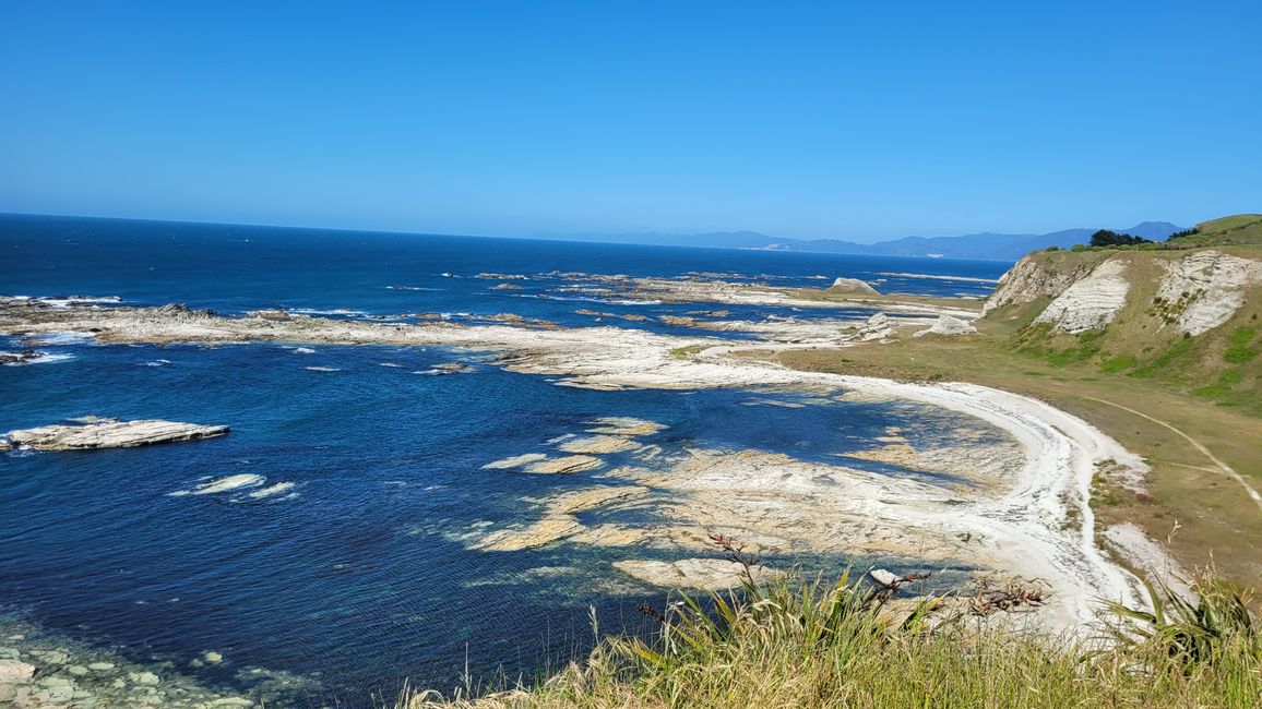 „Animal Watching“ in Kaikoura – Part Two (Seals, No Whales & Dolphins? - but Sheeps!)