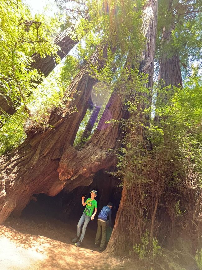 Giant Redwood Forest