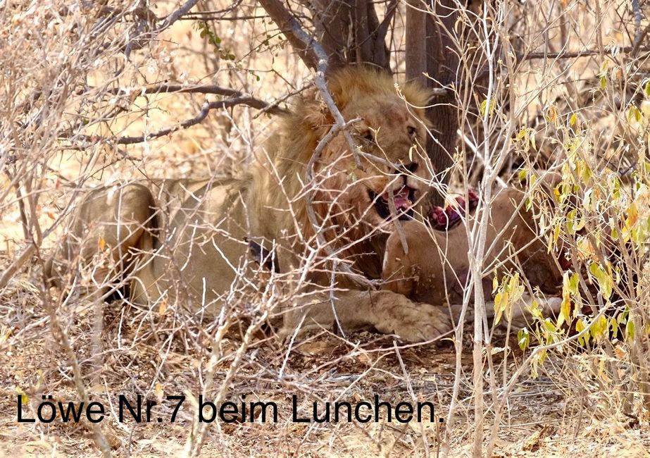 Etosha - Katzentag