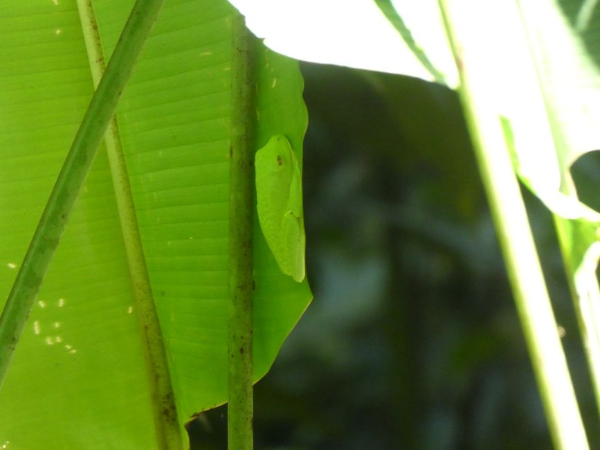 Frog in Manuel Antonio National Park