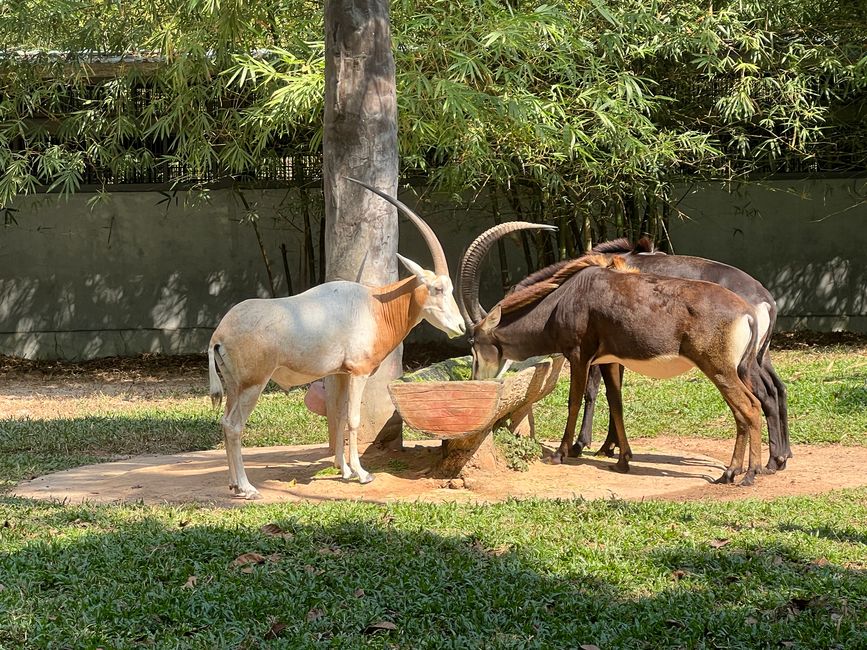 Tag 16 - Phu Quoc: Tierische Higloghts und glitzerndes Einhorn