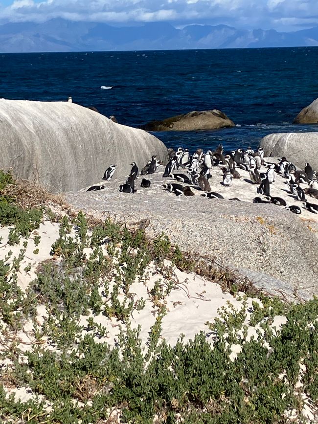 Besichtigungstour zum Kap der Guten Hoffnung, zum Felsblockstrand mit Pinguinkolonie 🐧 und zu den bunten Hütten von Muizenberg
