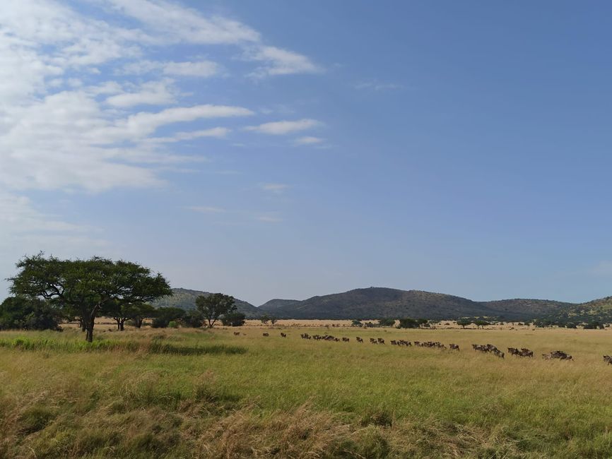 En la Serengeti - Día 3