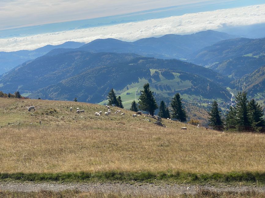 Jede Menge Schafe halten die Wiesen kurz.
