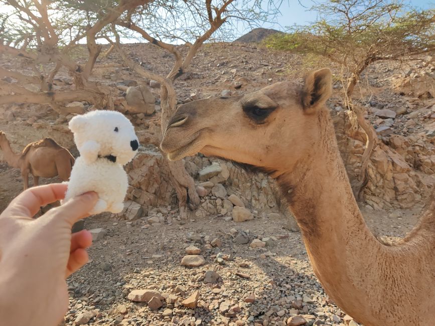 Travis im Wadi Sabarah Resort, Marsa Alam