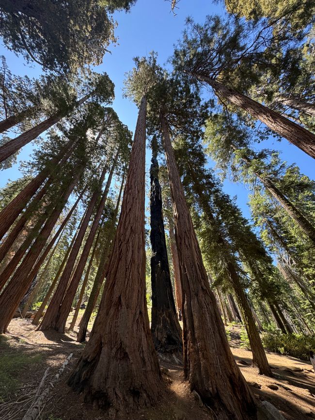 Sequoia National Park