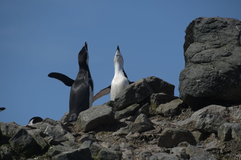 Zügelpinguine / Chinstrap penguins