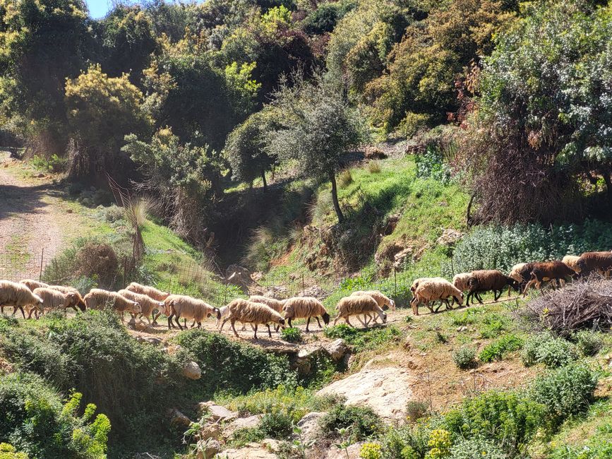 Flock of sheep on the move 