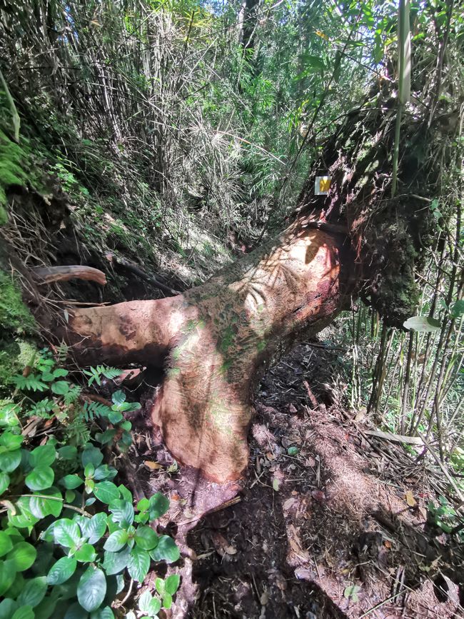 Llegada a las Highlands de Cameron y caminata por el sendero de la selva y a través de las plantaciones de té