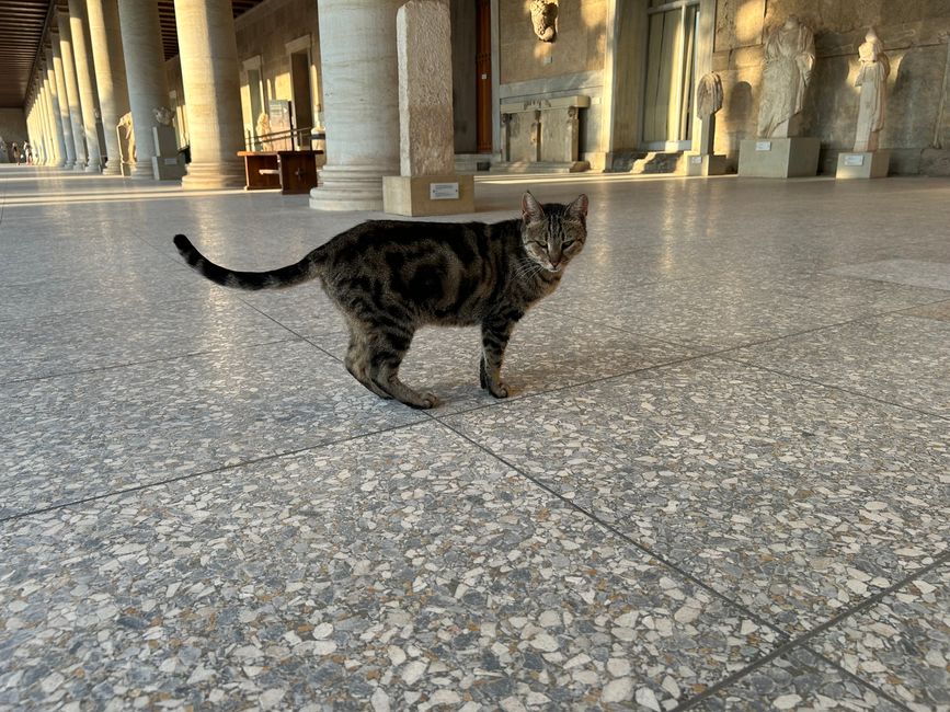 Katzen der Agora