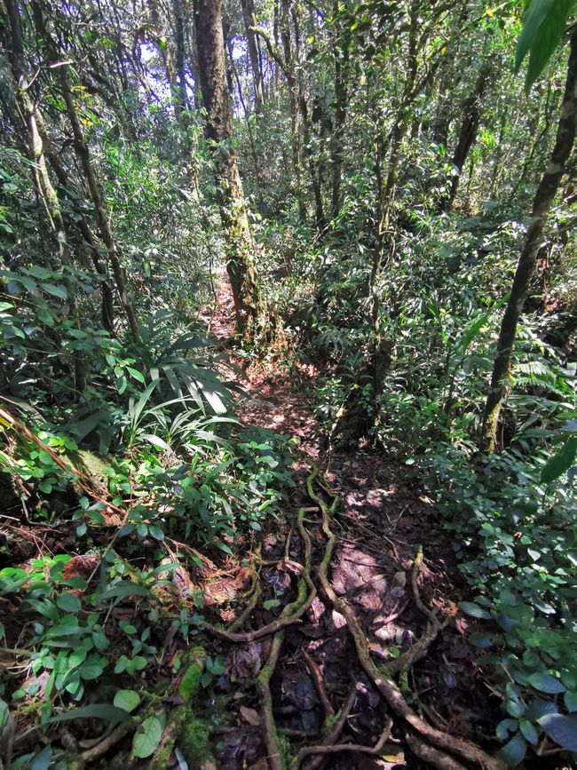 Llegada a las Highlands de Cameron y caminata por el sendero de la selva y a través de las plantaciones de té