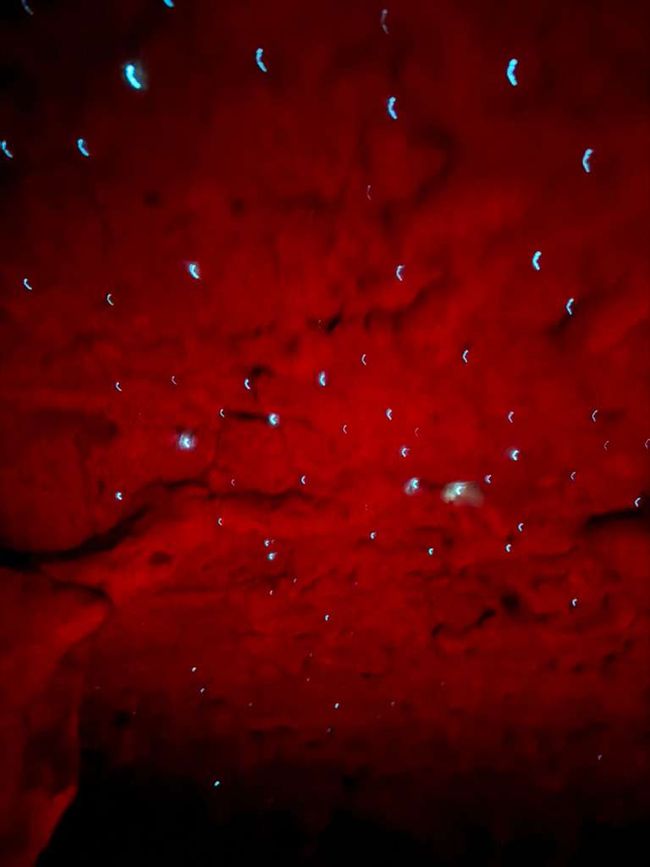 Spellbound-Glowworm-Tour 