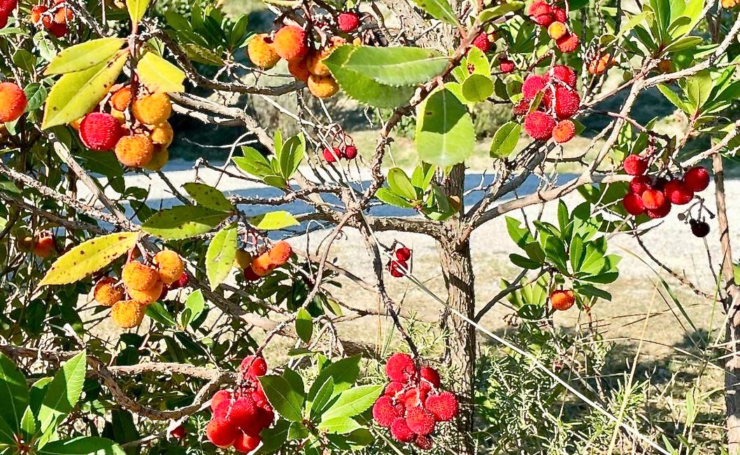 Un buisson de fraises. Il n'a rien à voir avec notre fraise, mais il est également souvent transformé en confiture.