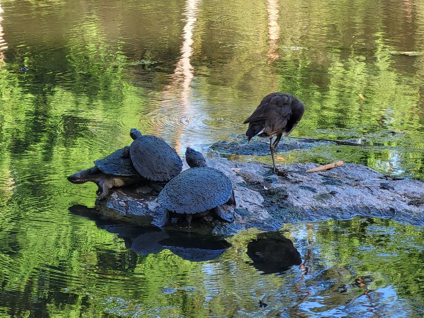 im Botanischen Garten Mount Coh Tha