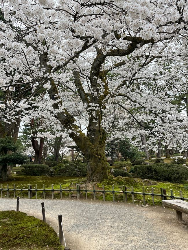 Kenrokuen Garten