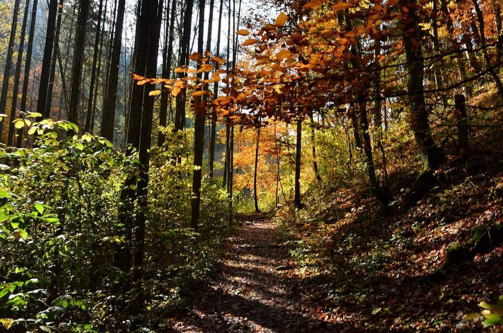 Senderismo de otoño en el Wutachschlucht: rojo, amarillo, naranja... ¡y tú en medio!