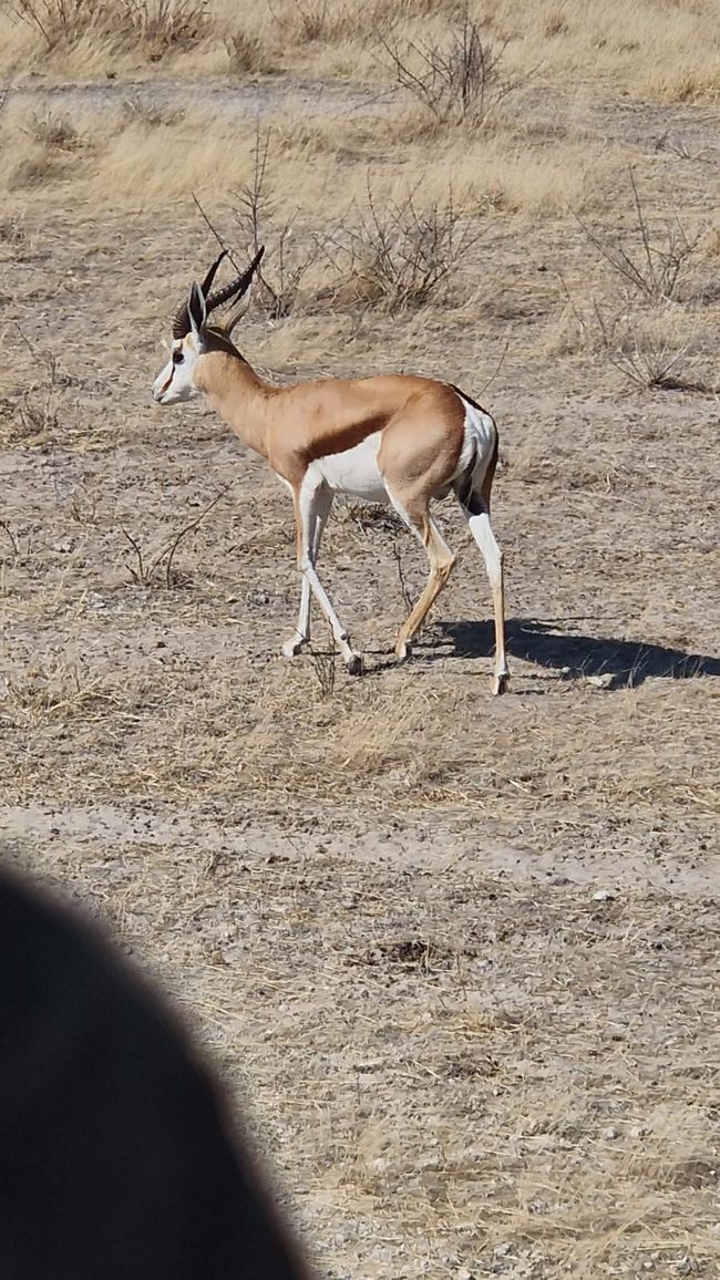 Game Drive