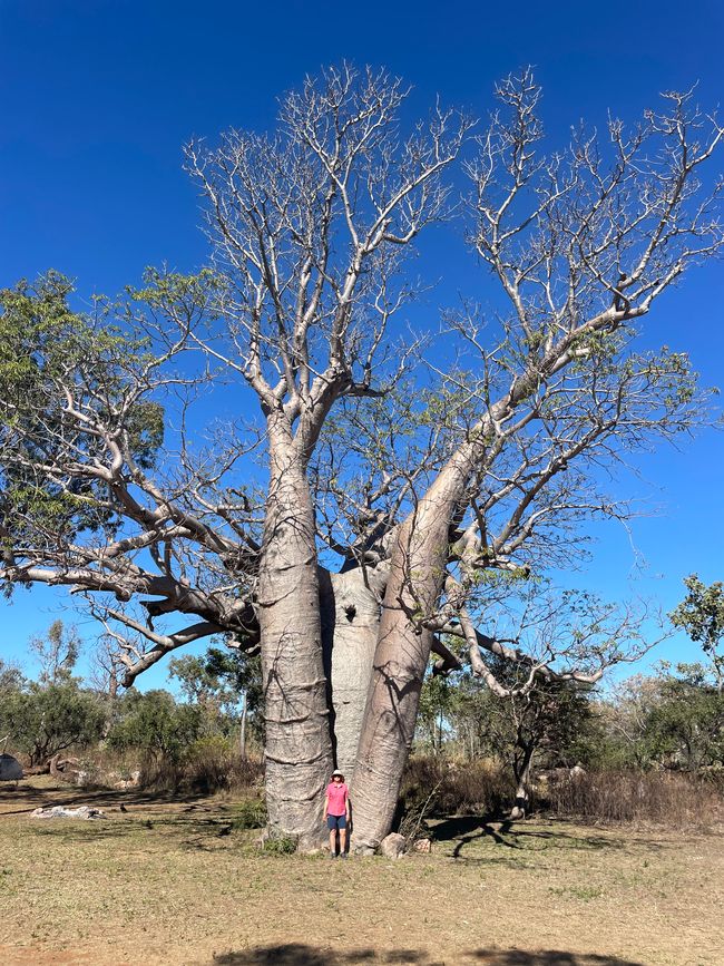 Fetter Boab am Manning Gorge Campground 