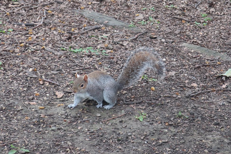 St. James Park