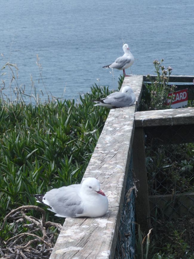 2025-02-08 Oamaru Dunedin, NZL