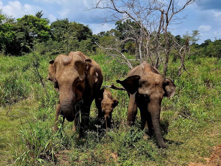 Hurulu Eco Park