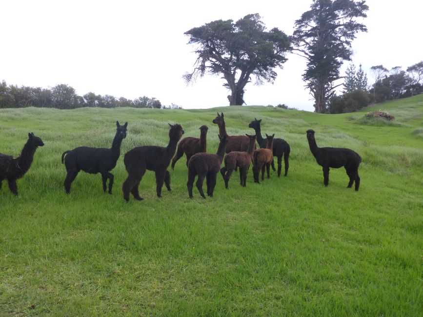 2025-04-15 Dargaville