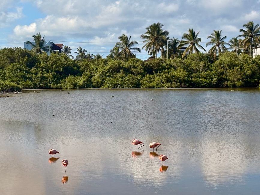 Isabela (Galápagos)