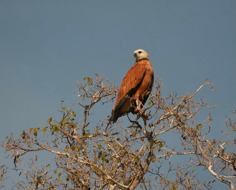 Excursión en barco en el Pantanal