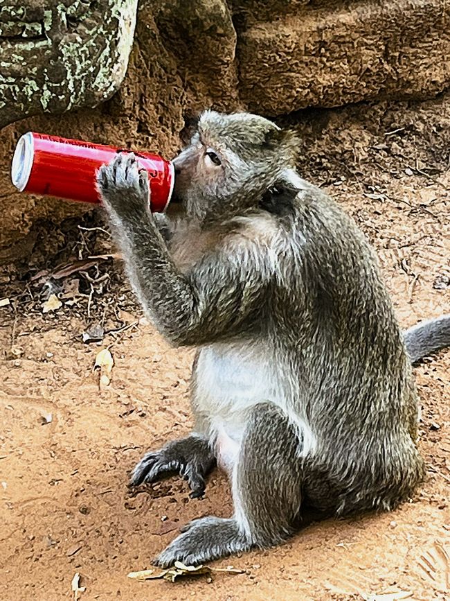 Macaco, Preah Khan