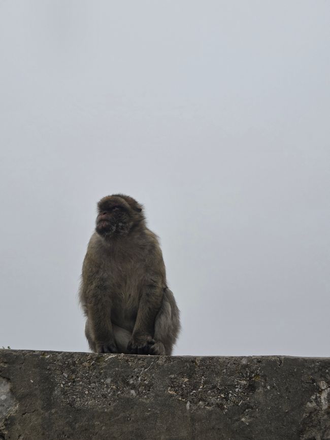 Affenstark en la niebla – Gibraltar al alcance de la mano