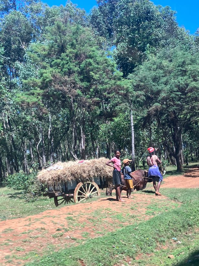 Maravilla de la naturaleza - Parque Nacional Andasibe