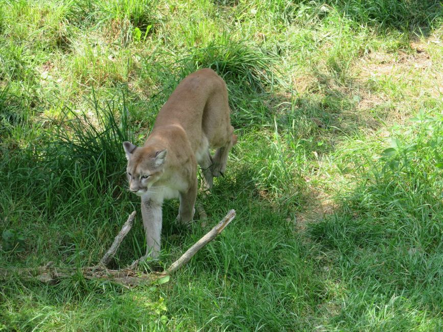 Puma (Zoo Sauvage)