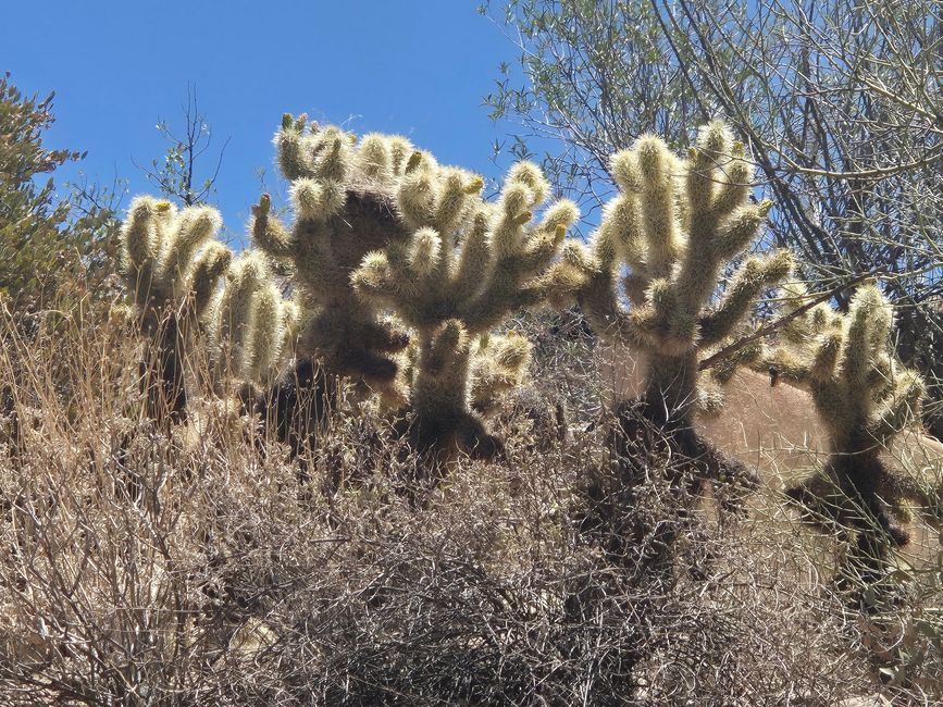 En el Museo del Desierto Arizona-Sonora