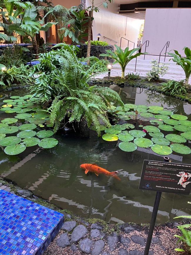 Estanque de Koi en nuestro lugar, Royal Kona Resort 