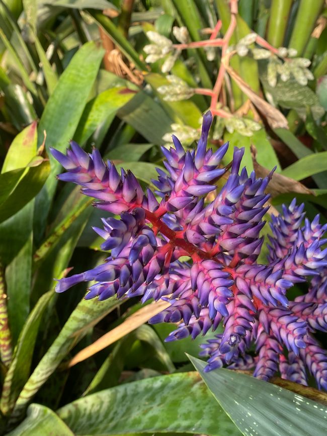 und Blüten zu bestaunen.