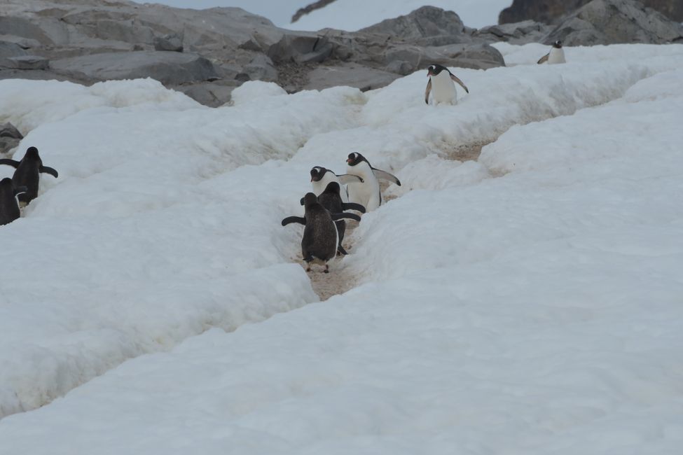 Eselspinguine / Gentoo penguins